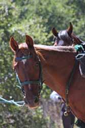 Photo by Donna Stidolph