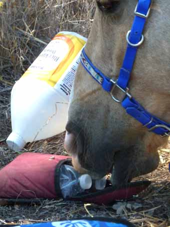 Tango Looking for Cookies