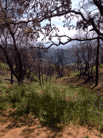 Riding through the Fire Zone