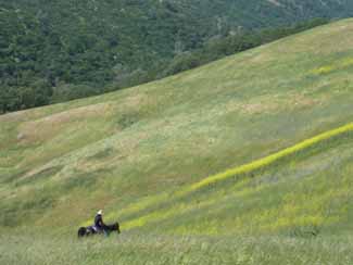 Flowers on the Trail