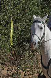 Photo by Donna Stidolph